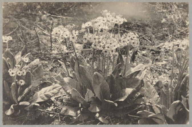 Plant habit May 24, 1922