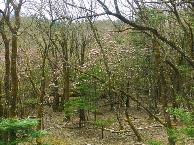 Flowering trees on Wenhai Mountain