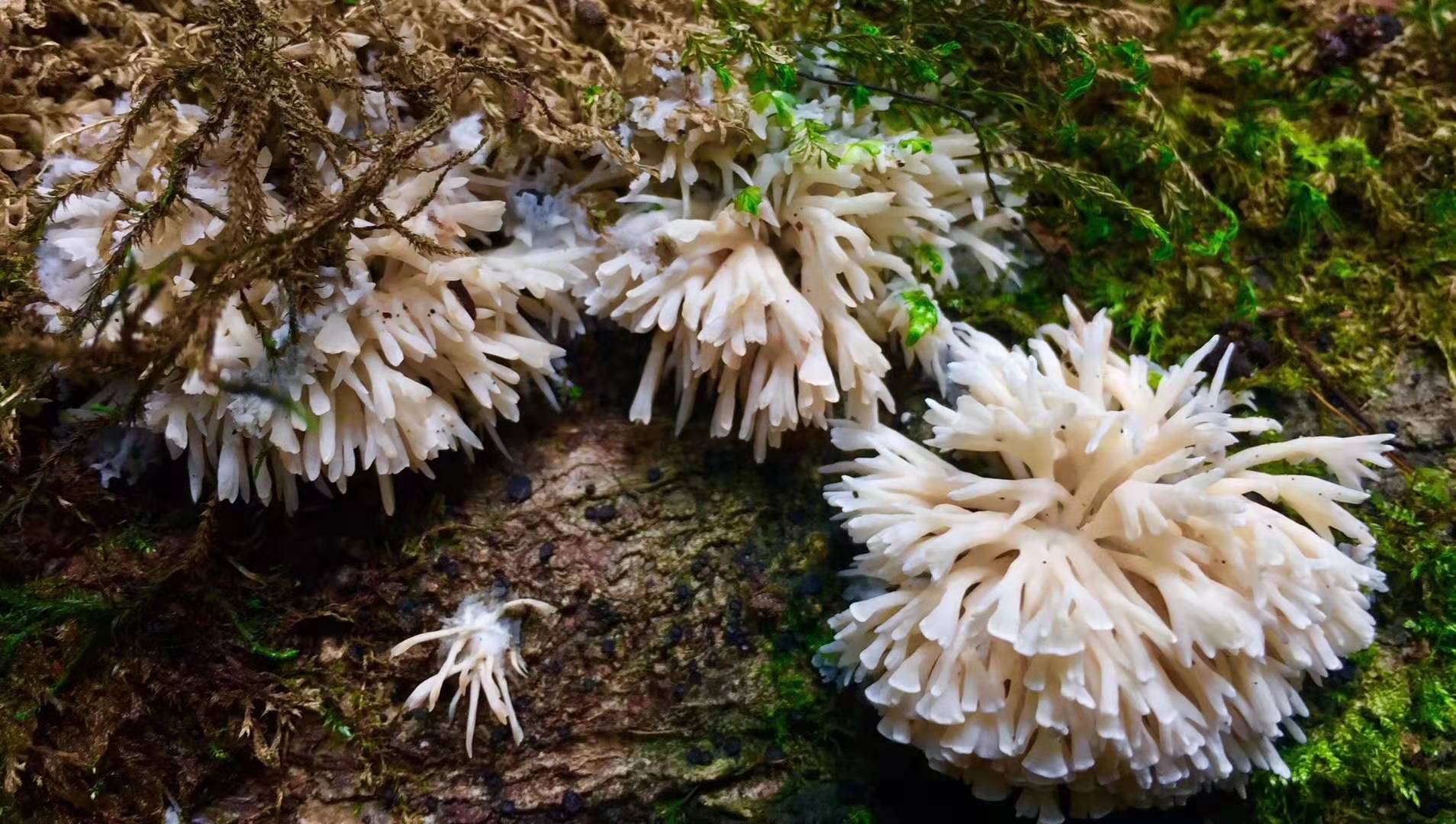 Hunting for new species of mushrooms in Yunnan's Ailao Mountains