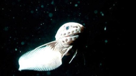 This lionfish is capable of reaching depths of nearly three kilometers