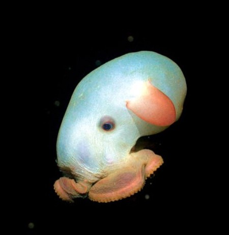 A deep-sea species of octopus