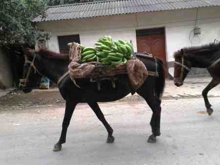 Horses carrying bananas down from the hills (MH)