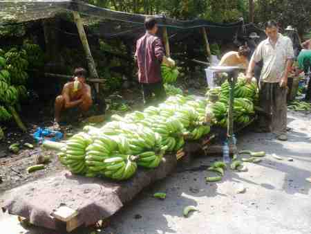 Workers prepare a banana shipment to China's coast (MH)
