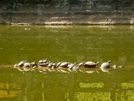 Temple turtles are happy turtles