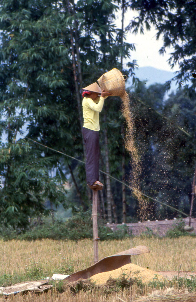Winnowing grain near Mengma