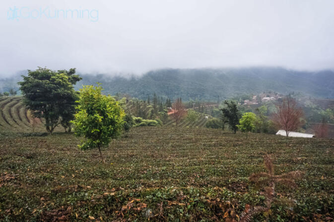 Pu'er tea fields