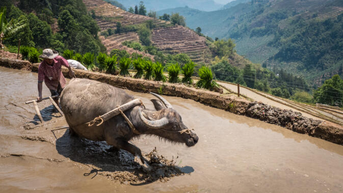 A man plows his rice terrace with a water buffalo in a tributary to the Red River near Shiping, China (photo credit: Stew Motta)