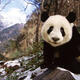 In conservation victory, pandas delisted as endangered