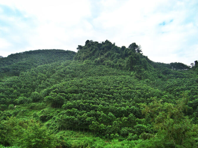 A Dai sacred forest surrounded by rubber trees