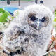 Kunming university ponders fate of baby owl