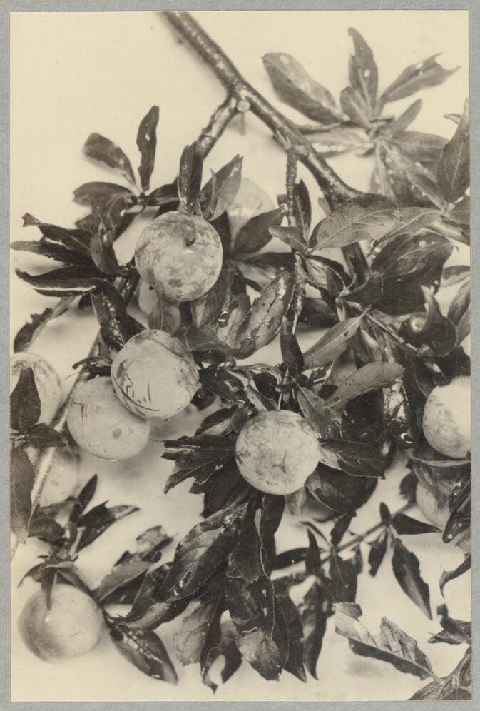Branch with leaves and fruit September 1, 1922