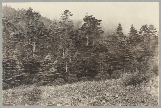 Trees at edge of meadow July 8, 1922