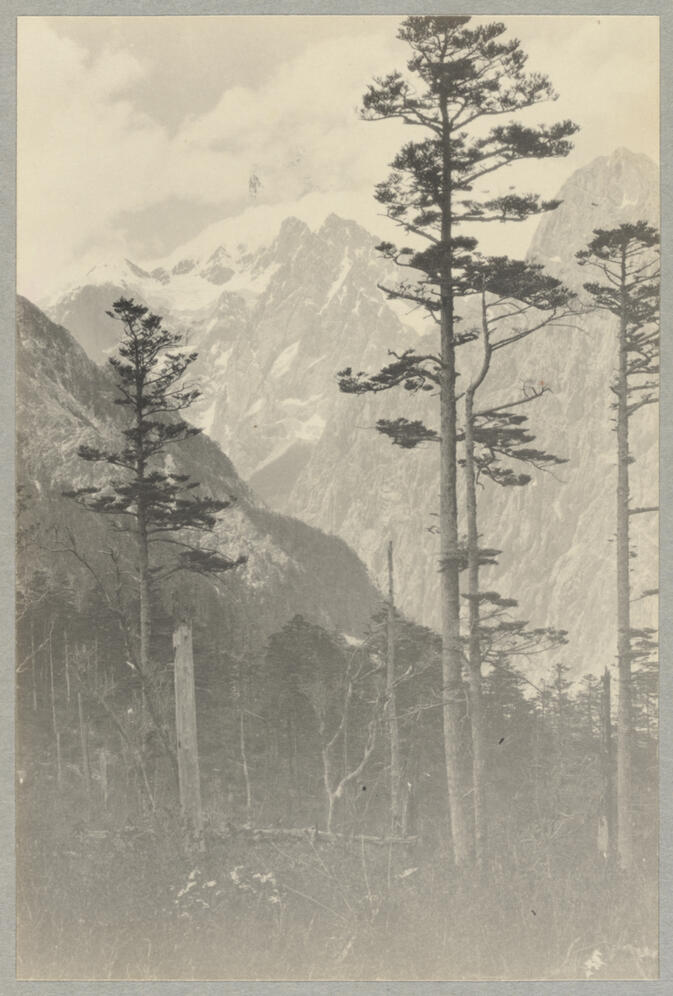 Trees with mountains beyond May 1922