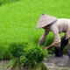 Kunming scientist works to change world with perennial rice