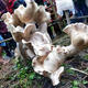 Mutant mushroom found in mountains of western Yunnan