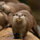 Findings: Yunnan possibly once ruled by giant predatory otters