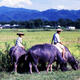 The frontier people of Yunnan's Dehong Prefecture