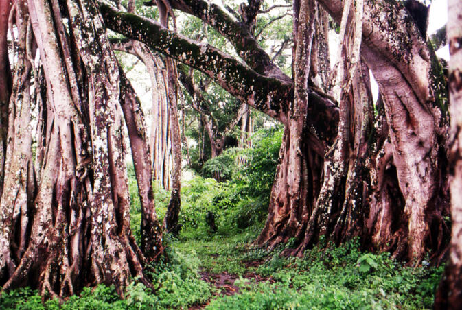 The Snake Tree near Mengling