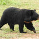 Chinese man "executes" moon bear in Myanmar with AK-47