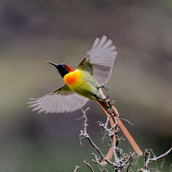 A bird takes flight from a tree on the slopes of Jiaozi Snow Mountain