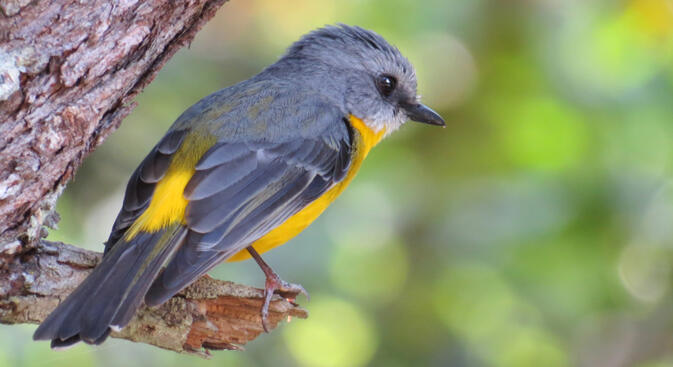 Eastern yellow robin