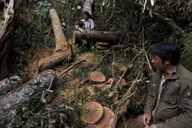 Workers cut down trees near the Huilong Mountain Hydropower Station in Mengla County, Yunnan province, December 10, 2017. Photo courtesy of Wu Di