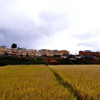 Rice almost ready to harvest in early autumn