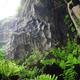 Research reveals plant wonderland inside southwest China caves