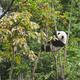 Report: Genetic "damage" defines panda fragility