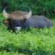 Enormous wild buffalo caught on camera in southern Yunnan