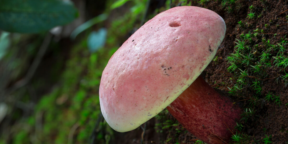 Exploring the curious world of Yunnan mushrooms