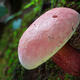 Exploring the curious world of Yunnan mushrooms