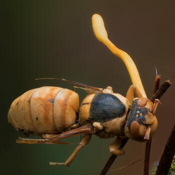 Cordyceps fungus growing from the body of an insect (image credit: Stephen Axford)