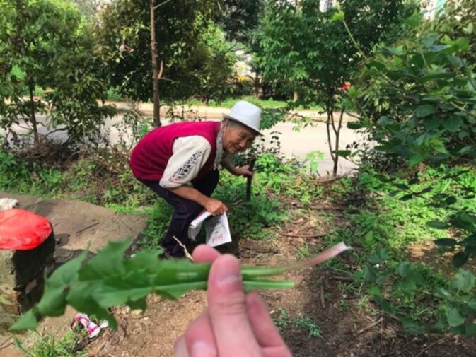 Elderly woman pointing out the usefulness of dandelion leaves for cooking