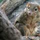 Report: Outside of humans, Chinese shrews only mammals to enjoy spicy food