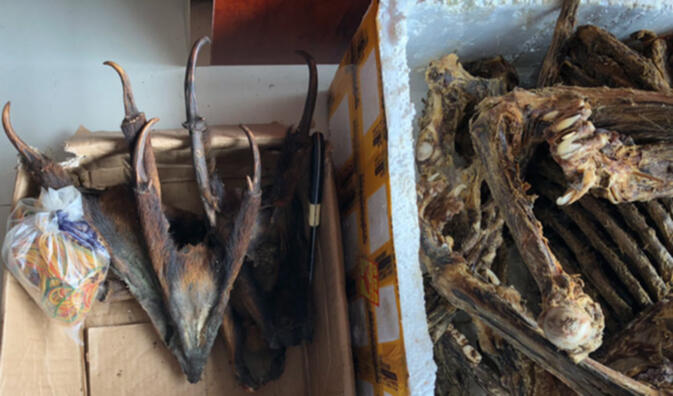 Muntjac deer and unidentified feline bones at a shop in Mongla, Myanmar