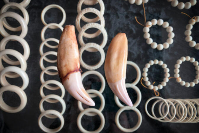 A shop owner displays 'authentic' tiger teeth and ivory in Mongla, Myanmar