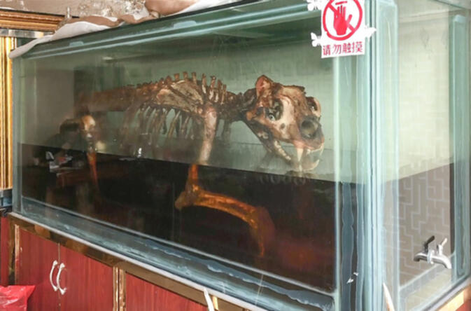Skeleton, reputedly that of a tiger, marinates to create 'tiger bone wine' in Mongla, Myanmar