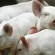 Swine fever scare temporarily shutters Yunnan pork industry
