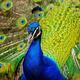 Court orders halt of dam project to protect rare bird habitat