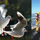 Bread-wrapped man devoured by gulls in Kunming