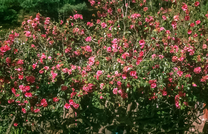 Yugeng Temple's ancient camellia tree