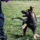 Chinese police clone dog in national genetic first