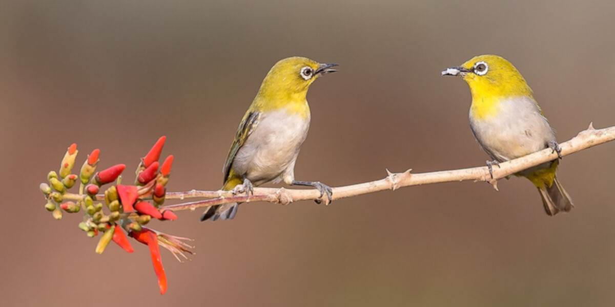 Birding: Wildlife abounds in Kunming