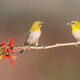 Birding: Wildlife abounds in Kunming