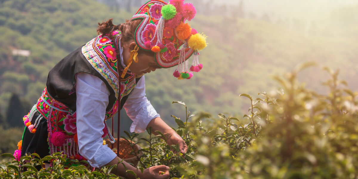 Snapshot: Tea, roast duck and other surprises in Yunnan's Yiliang County