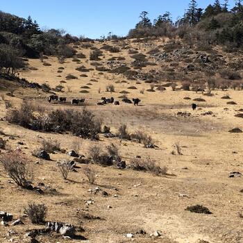 Yaks at watering hole in summit meadow of Wenhai Mountain