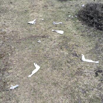 Bones lying in West Meadow