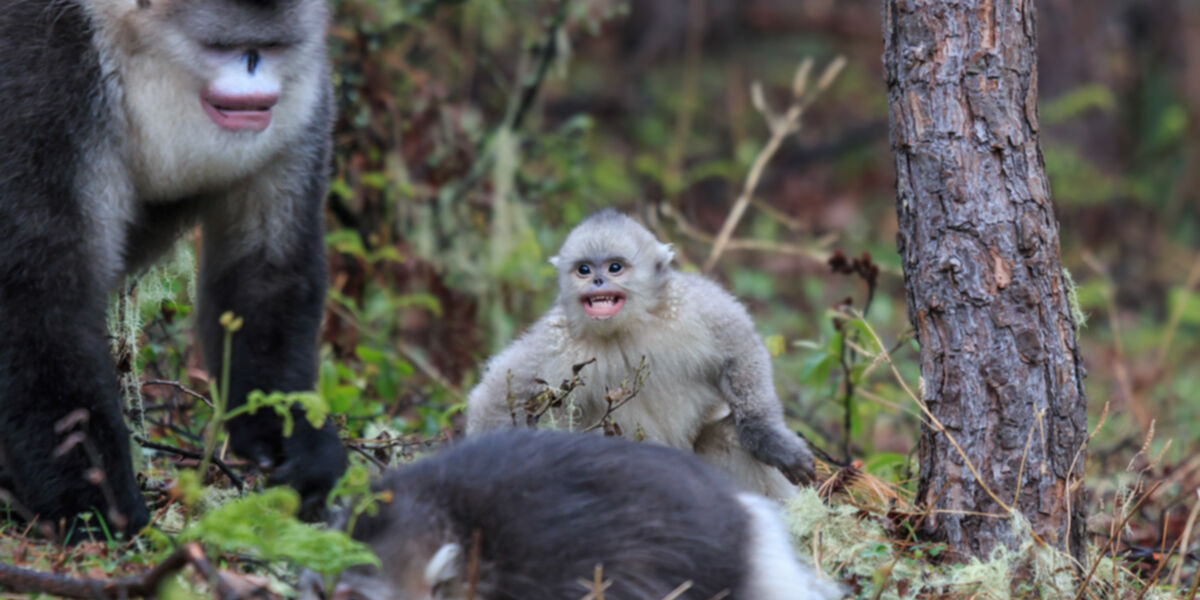 Snapshot: Chasing black snub-nosed monkeys in the forests of northwest Yunnan