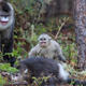 Snapshot: Chasing black snub-nosed monkeys in the forests of northwest Yunnan